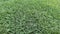 Well manicured deep green Bermudagrass lawn