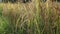 Well matured golden grain pods in paddy field in Sri lanka