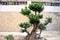 A well pruned bonsai plant