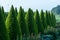 Well shaped green conical thuja coniferous trees in garden