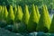 Well shaped green conical thuja coniferous trees in garden