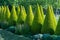 Well shaped green conical thuja coniferous trees in garden