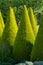 Well shaped green conical thuja coniferous trees in garden