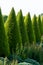 Well shaped green conical thuja coniferous trees in garden