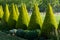 Well shaped green conical thuja coniferous trees in garden