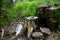 Well spring flows through a pipe on an old tree stump bushes serve as a watering hole for birds and insects flowing out of