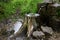 Well spring flows through a pipe on an old tree stump bushes serve as a watering hole for birds and insects flowing out