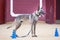 Well-trained Belgian Malinois performing obedience tricks during competition