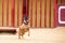 Well-trained Belgian Malinois performing obedience tricks during a competition