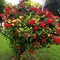 Well trimmed Egzora plant full of red flowers in a garden