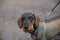 Well trimmed wire haired Dachsund curious watching in the camera.