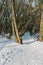 Well-trodden path in the winter forest. Beautiful winter landscape.