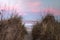 Well Trodden Pathway to the Ocean Through the Dunes