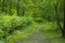 A well-worn, cozy earthen path in the park between trees and bushes on a warm summer day