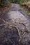 Well-worn muddy path with hazardous exposed tree roots, after the rain