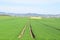 Welling, Germany - 05 09 2021: deep tractor tracks in the grain fields