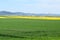 Welling, Germany - 05 09 2021: green grain and yellow canola fields behind