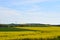 Welling, Germany - 05 09 2021: yellow fields with some green grain and trees