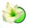 Wellness decoration - amaryllis in green bowl