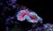 Wellso Folded Brain Coral Trachyphyllia radiata