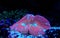 Wellso Folded Brain Coral Trachyphyllia radiata