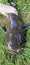 wels catfish silurus glanis in water