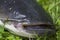 Wels Catfish â€“ Silurus glanis â€“ in detail