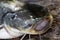 Wels Catfish â€“ Silurus glanis â€“ Predator in detail