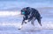 Welsh Border Collie at the beach