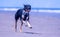 Welsh Border Collie at the beach