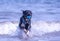 Welsh Border Collie at the beach