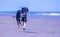 Welsh Border Collie at the beach