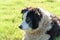 Welsh Border Collie Sheep Dog
