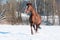 Welsh brown pony stallion runs trot in front