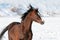 Welsh brown pony and wind in winter