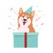 Welsh Corgi with Birthday Hat Sitting in Gift Box Vector Illustration