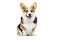 welsh corgi breed dog sitting