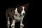 Welsh Corgi Cardigan Dog on Isolated Black Background