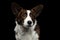 Welsh Corgi Cardigan Dog on Isolated Black Background