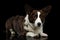 Welsh Corgi Cardigan Dog on Isolated Black Background