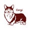 Welsh corgi cardigan dog. Vector illustration on white background