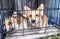 Welsh Corgi Cardigan in small cage