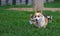 Welsh Corgi Dog Family Playing in Park on Green Grass. Pembroke Corgi Puppy Having Fun Outdoors