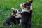 Welsh Corgi Dog Family Playing in Park on Green Grass. Pembroke Corgi Puppy Having Fun Outdoors