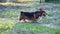 Welsh Corgi dog in the grass