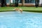 Welsh corgi dog success to overcome fear of jumping into swimming pool on summer weekend.Corgi puppies are happy to jump into the