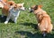 Welsh corgi dogs outdoor