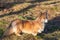 Welsh corgi fluffy walks through the woods in the spring on a sunny day