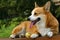 Welsh Corgi on the long chair