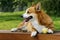 Welsh Corgi on the long chair